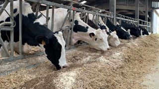 Les symptômessont bien connus des éleveurs : une vache qui ne démarre pas bien sa lactation et des bouses molles contenant beaucoup de fibres longues. j.pezon Les symptômessont bien connus des éleveurs : une vache qui ne démarre pas bien sa lactation et des bouses molles contenant beaucoup de fibres longues. j.pezon